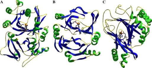 Tolerance k HPPD inhibitorům (mesotrione, tembotrione,