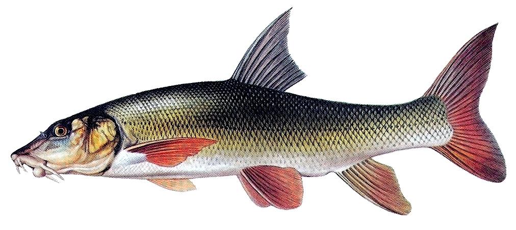 Mrena severná Mrena severná je charakteristickým obyvateľom riek s prúdivými úsekmi a kamenistým dnom. Dorastá do veľkosti okolo 80 centimetrov a hmotnosti asi 7 kilogramov.