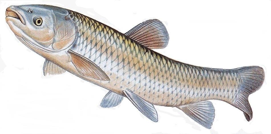 Popisy jednotlivých druhov rýb Amur biely Amur je kaprovitá ryba, ktorá sa do našich vôd dostala z východnej Ázie. Pochádza z ázijských riek Ruska a Číny.