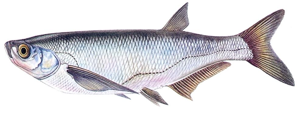 Šabľa krivočiara Šabľa krivočiara môže dosiahnuť dĺžku až 60centimetrov a hmotnosť 3,5 kilogramu. Sfarbenie chrbta je premenlivé od olivovej farby až po sivú.