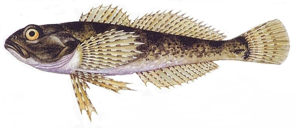 plutvy, ktoré sú vystužené tvrdými lúčmi. Farba jeho tela je hnedá s rôznymi odtieňmi, ktoré tvoria na tele mramorovanie. Dorastá do 15 centimetrov a nad 50 gramov.