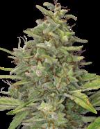 Feminizovaná semena Feminizovaná semena Vítěz Cannabis Cupu 2011 Liberty Haze 60% Sativa. 40% Indica 25% 1.3% 11 30 G13 X ChemDawg 91.