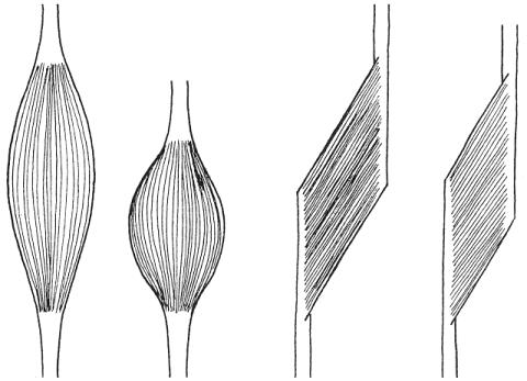 AP AP FP FP α a) b) α úhel zpeření FP velikost fyziologického průřezu AP velikost anatomického průřezu D 1 D2 D 1 (D 2) velikost zkrácení pro nezpeřený (zpeřený sval) Obr. 4.