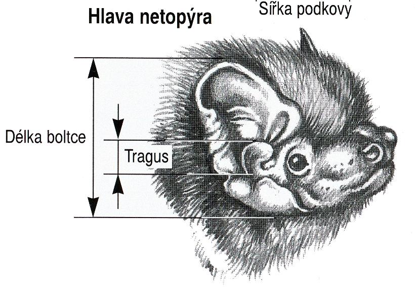 savci (Mammalia) Řád: letouni (Chiroptera) Podřád: netopýři