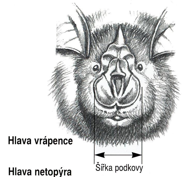 vrápenec (Rhinolophus) Druh: vrápenec malý (Rhinolophus