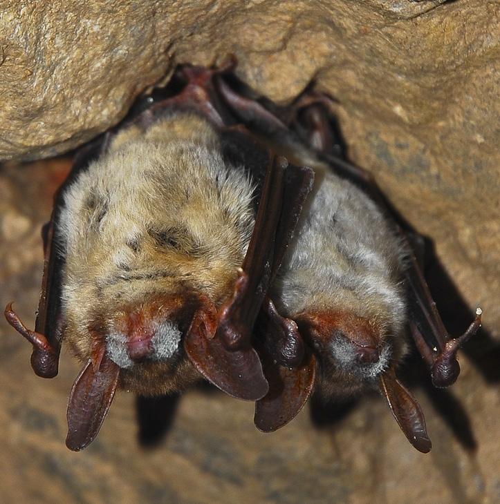 dokonce v teplých umělých podzemních prostorech. V zimě přezimují kolonie čítající až 300 jedinců v podzemních prostorech všech typů, v jeskyních, štolách i sklepeních.