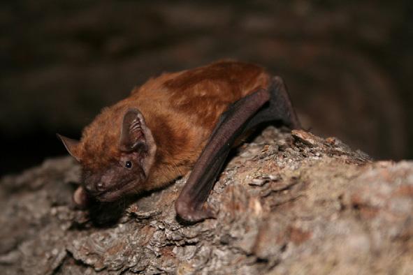 Netopýr rezavý Nyctalus noctula Velký druh netopýra s hojným výskytem po celé ČR. Charakteristický svým zbarvení srst hřbetní i břišní strany je světle rezavohnědá, létací blány a boltce tmavohnědé.