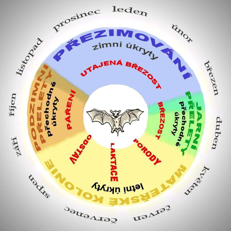 Životní cyklus netopýrů mírného pásma Pro myšlenku netopýřích exkurzí je klíčové především zimní období (listopad březen), které přečkávají netopýři mírného pásma v zimním spánku, tzv. hibernaci.