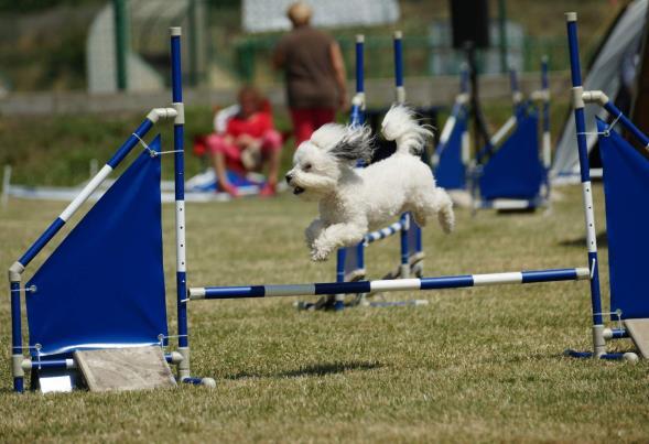 Vyhodnocení: 1. každý běh samostatně: medaile 2. součet agility open I + agility open II : poháry 3. součet jumping open I + jumping open II : kokardy 4.