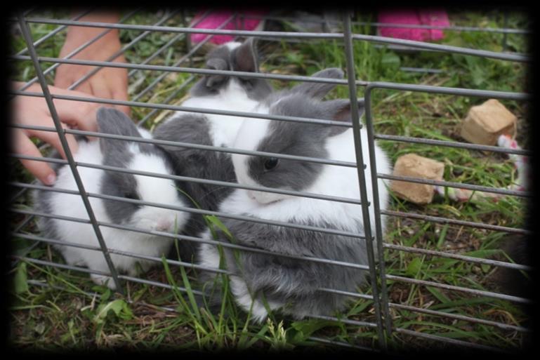 Dalším velkým lákadlem bylo psí agility na velkém hřišti.