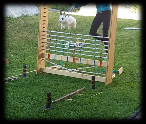 Překážky, tunely, dogfrisbee, dogdancing, kdo neviděl, neuvěří, co všechno je