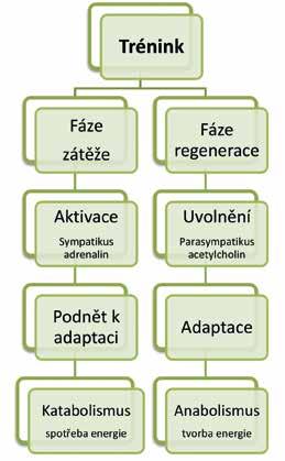 Manuál profesionálního vojáka Zvyšování fyzické připravenosti, odolnosti a výkonnosti Eliminace přetížení a zranění Pracovní prostředí profesionálních vojáků je velice náročné.