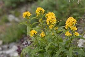 Solidaginis virgaureae herba Solidago virgaurea L.