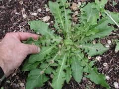 Taraxaci folium Taraxacum officinale F. H. Wigg.