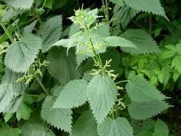 Urticae folium, herba Urtica dioica L., kopřiva dvoudomá; U. urens L.