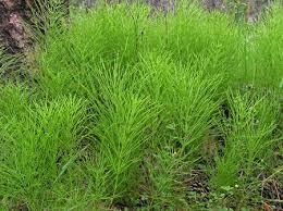 Equiseti herba Equisetum arvense L.