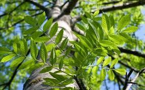Fraxini folium Fraxinus excelsior L., jasan stepilý; F. angustifolia Vahl (syn. Fraxinus oxyphylla M. Bieb.