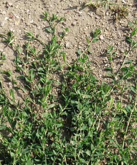 Nať ptačího rdesna (Polygoni avicularis herba).