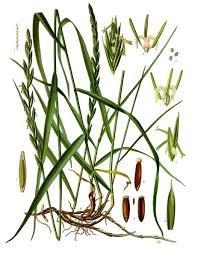 Další drogy s diuretickou aktivitou Graminis rhizoma Agropyron