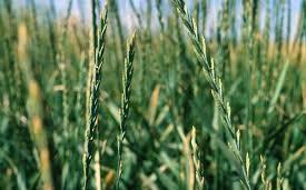Gould), pýr plazivý, Poaceae Droga: usušený celý nebo řezaný
