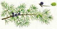 Juniperi fructus (nejméně 10 ml/kg silice) Užití ve formě nálevu 2,0 g; ne déle než 4 týdny.