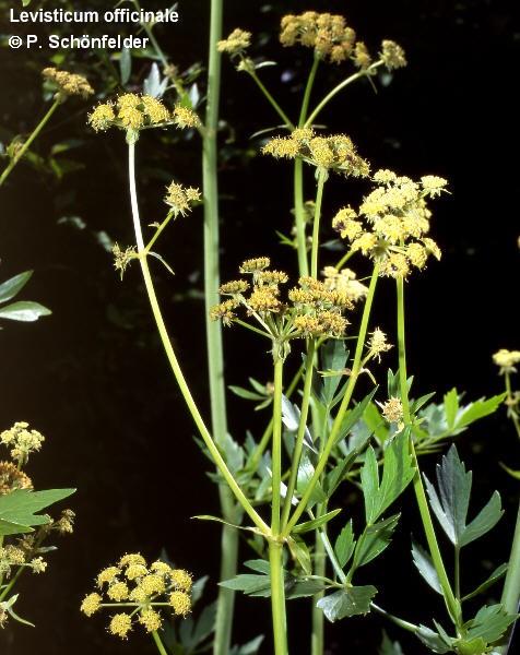Libečkový kořen (Levistici radix). Libeček lékařský. Levisticum officinale, Apiaceae. Vytrvalá bylina pěstovaná v Evropě a Severní Americe. Páchne po celeru, nať se používá jako koření.