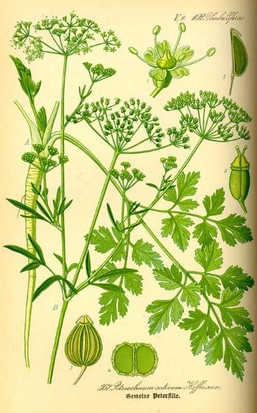 Použití diuretikum, afrodisiakum, stomachikum, emenagogum Myristicin působí na dělohu,