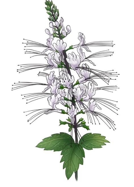 Orthosiphonis folium Orthosiphon stamineus Benth. (syn. O. aristatus Miq.; O. spictus Bak.