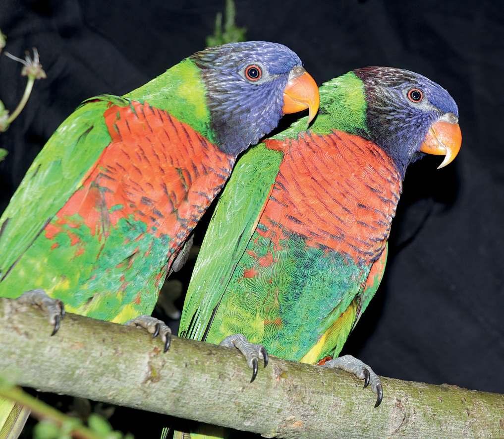 Pár loriů mnohobarvých (Trichoglossus haematodus) Kukuřice v mléčné zralosti Jak sestavujete krmnou dávku, a mění se