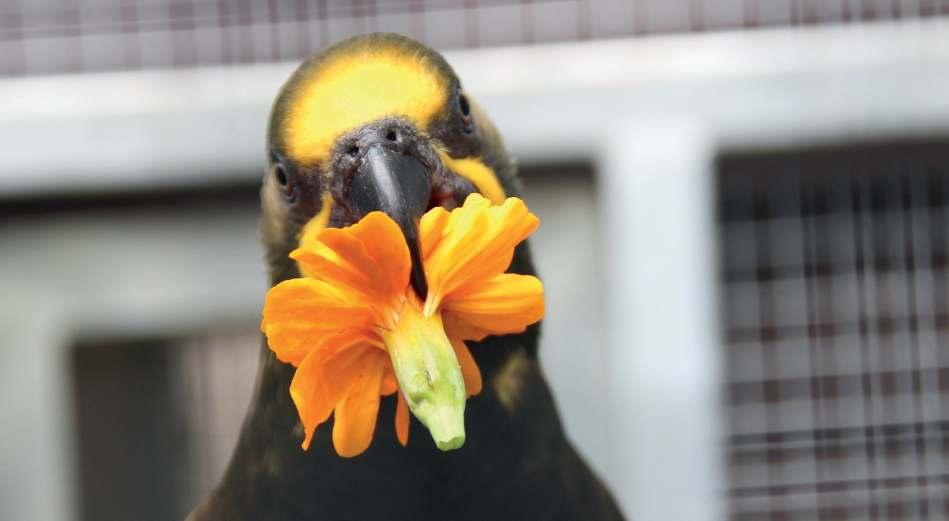 První chovný pár máme složený z ručně dokrmeného samce pocházejícího ze ZOO Praha a ručně dokrmené samice od německého chovatele.