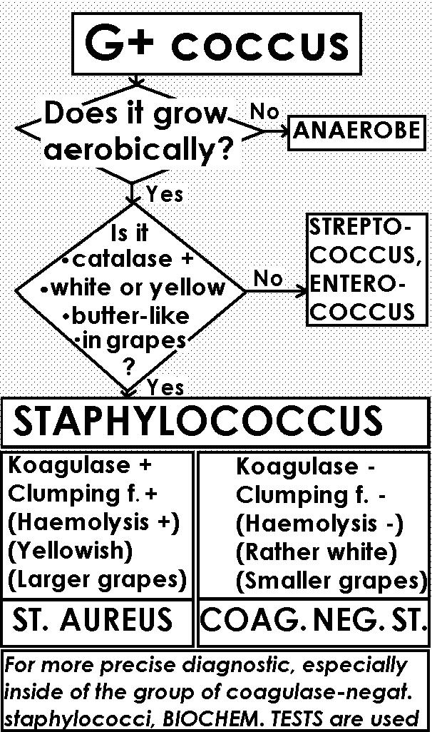 Příklad Diagnostika stafylokoků.