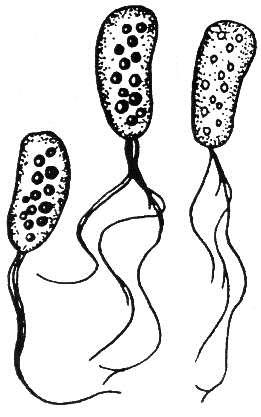 ODDĚLENÍ: BACTERIOPHYTA - baktérie Chromatium okenii Tento druh je příslušníkem purpurových sirných baktérií.