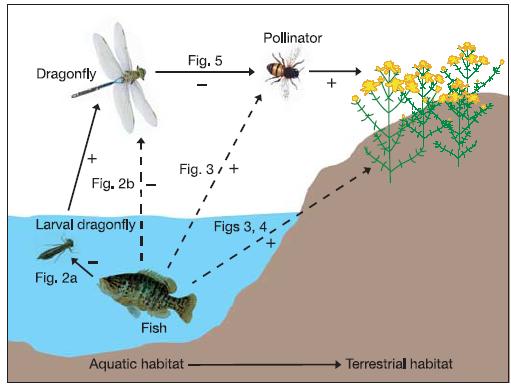 Přesah na souš Ryby vážky opylovači rostliny na souši Herbivořisnižují populace rostlin, takže predátoři herbivorů mají zprostředkovaně kladný vliv na populace rostlin.