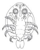 trny, výběžky dalšími predátory jsou buchanky Významným predátorem v planktonu jsou dravé larvy koretry Chaoborus jsou