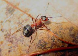 Mravenci Používají dřevo většinou jen k budování
