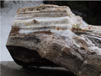 (Merulius Lacrymans)