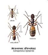 dřeva), vývoj larev až 3 roky