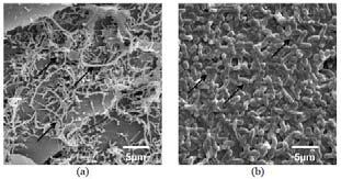 kyselin vyluhování pojiva, ztráta soudržnosti vylučování biofilmu