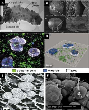 látky, SEM: biofilm na filtru z umělých vláken pro úpravu vody