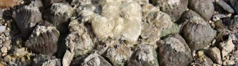 Tady jsme našli pěknou rovinku v nízkém porostu keřů. Ještě k večeru jsem v okolí našel obrovský Hamatocactus hamatacanthus, na výšku 50-60 cm.
