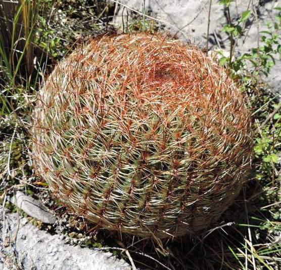 Oroya peruviana, Uripa, 3920 m,