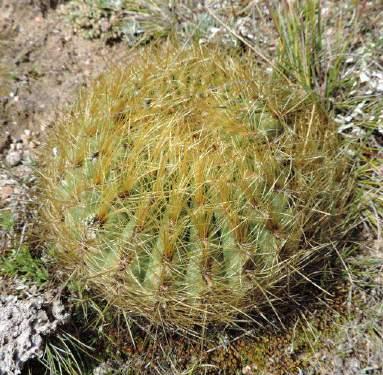 Oroya borchersii, Lago