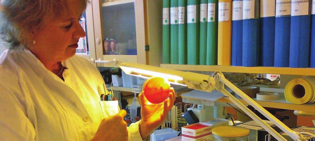 Stále nepostradatelná: tradiční laboratorní diagnostika v laboratoři ve švédském institutu Smittskyddsinstitutet (Švédský institut pro kontrolu přenosných nemocí) Pilotní fáze molekulárního dozoru na