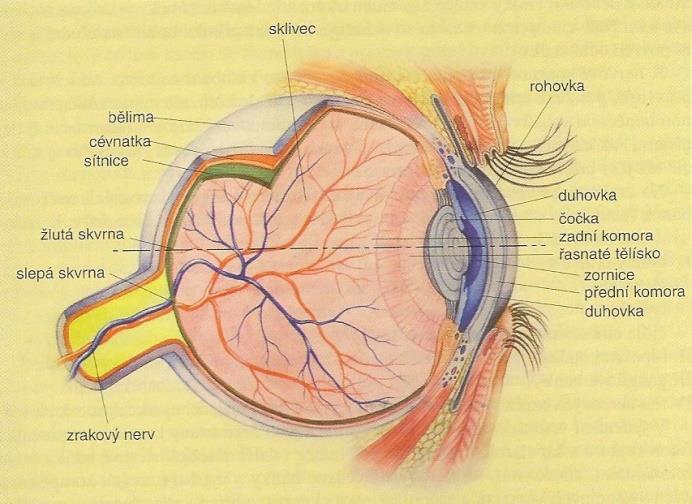 Obrázek č. 1: Schématický řez oční bulvou [1] Nervová soustava se skládá z nervového zásobení a sítnice, což je průsvitná, tenká blána s velmi složitou a pravidelnou buněčnou skladbou.