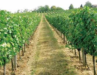 Réva vinná, v latinské terminologii Vitis vinifera L., je kulturní rostlina, jejíž plody lidé po staletí využívají ke konzumaci čerstvých hroznů, k výrobě šťáv, vína a destilátů.
