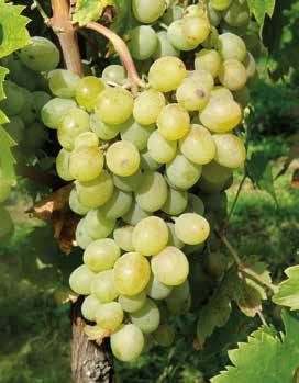 Šumivé víno je charakteristické obsahem oxidu uhličitého, který způsobuje jeho perlivost a ovlivňuje senzorické vlastnosti.