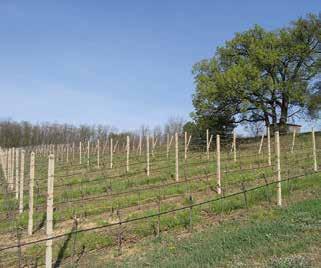 Vinařská oblast Morava Většina vinic v České republice se nachází ve vinařské oblasti Morava. Její terroir představuje velmi příznivé podmínky zejména pro produkci bílých vín.