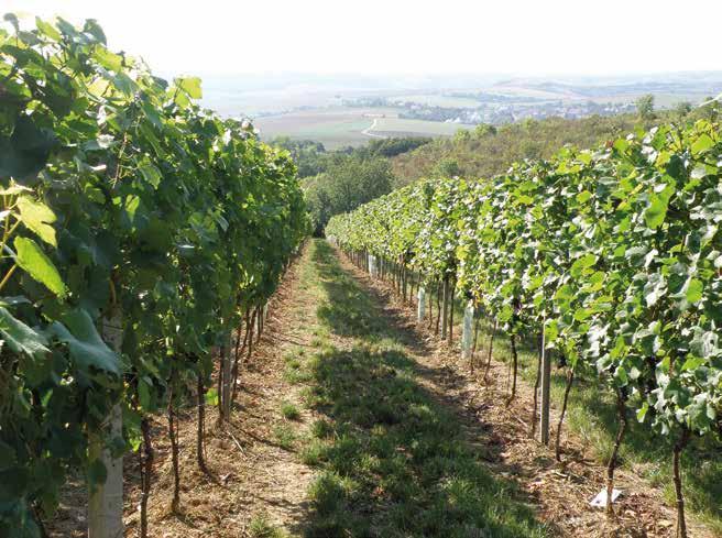 Archlebov viniční trať Hrbiny podoblast jsou ale také typická růžová vína s barvou starorůžovou, lososovou, meruňkovou a barvou koroptvího oka.