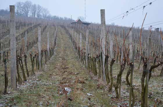 Vinice v Polešovicích po jarním řezu Vinařství Soják vododržných a hlubokých půdách vzniklých na autochtonních jílech.