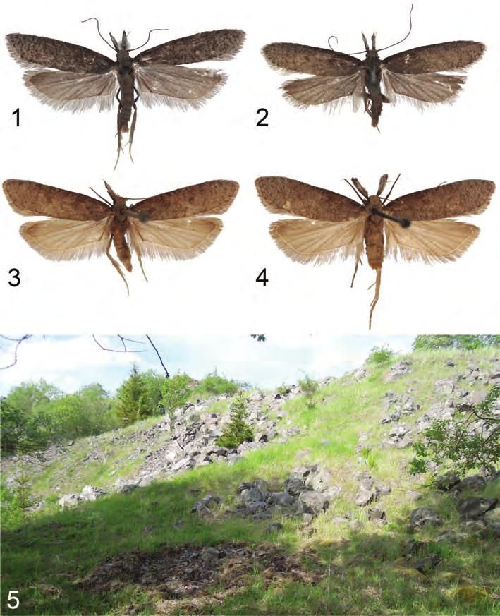 Obr. 1 5. 1 2 České dokladové exempláře Dichomeris barbella (Denis et Schiffermüller, 1775). 1, Radošov, 18.V.2015. 2, Albeřice, 18.V.2015. 3, Praha, 18.IV.1863. 4, Praha, 18.IV.1863. 5. Doupovské hory, Albeřice lom, biotop Dichomeris barbella.